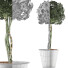 Topfpflanze Sammlung 72 Schefflera Arboricola - rodolfoboscan911