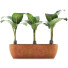 Topfpflanzen Sammlung 70 Alocasia - rodolfoboscan911