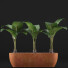 Topfpflanzen Sammlung 70 Alocasia - rodolfoboscan911