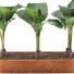 Topfpflanzen Sammlung 70 Alocasia - rodolfoboscan911