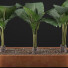 Topfpflanzen Sammlung 70 Alocasia - rodolfoboscan911