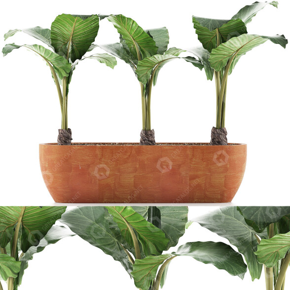 Topfpflanzen Sammlung 70 Alocasia 3D-Modell
