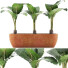 Topfpflanzen Sammlung 70 Alocasia - rodolfoboscan911