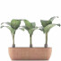 Topfpflanzen Sammlung 70 Alocasia - rodolfoboscan911