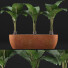 Topfpflanzen Sammlung 70 Alocasia - rodolfoboscan911