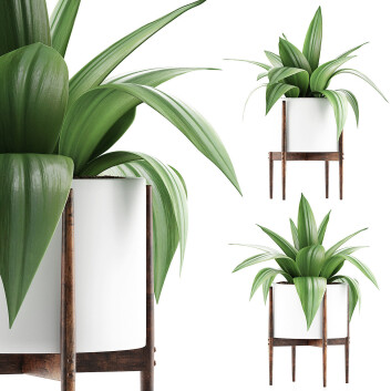 Topfpflanze  Sammlung 63 Agave  3D-Modell