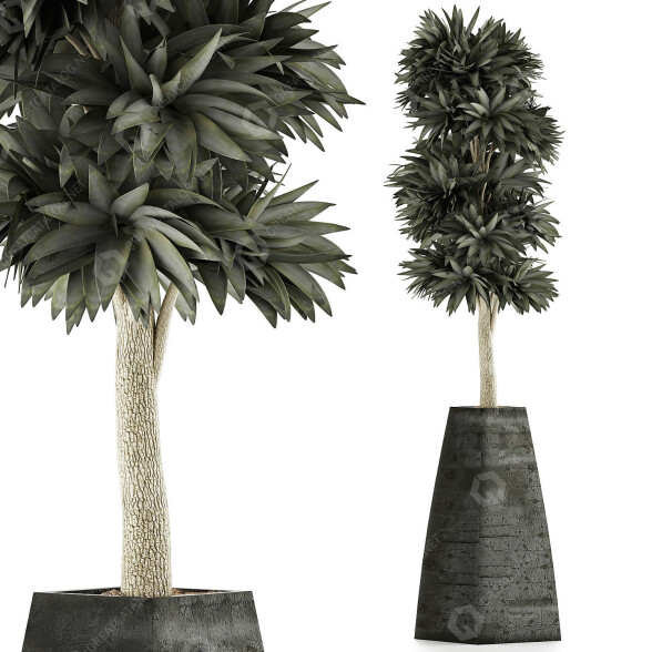 Topfpflanze Sammlung 62 3D-Modell