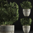 Potted Plant Collection 61 Schefflera Arboricola - rodolfoboscan911