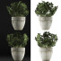 Potted Plant Collection 61 Schefflera Arboricola - rodolfoboscan911