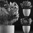 Potted Plant Collection 61 Schefflera Arboricola - rodolfoboscan911
