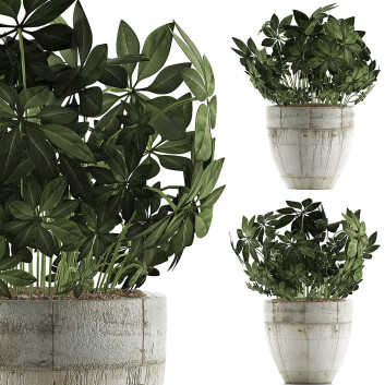 Topfpflanze  Sammlung 61 Schefflera Arboricola 3D-Modell