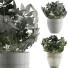 Potted Plant Collection 61 Schefflera Arboricola - rodolfoboscan911