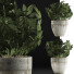 Potted Plant Collection 61 Schefflera Arboricola - rodolfoboscan911