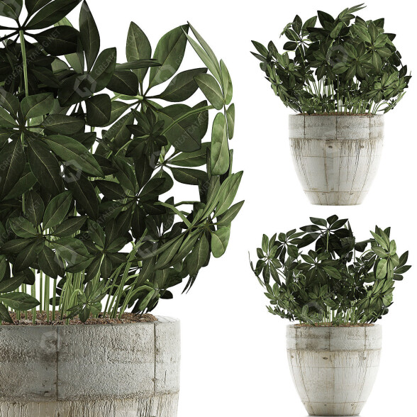 Potted Plant Collection 61 Schefflera Arboricola 3D model