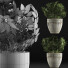 Potted Plant Collection 61 Schefflera Arboricola - rodolfoboscan911