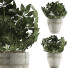 Potted Plant Collection 61 Schefflera Arboricola - rodolfoboscan911