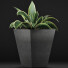 Topfpflanze Sammlung 60 Sansevieria - rodolfoboscan911