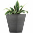 Topfpflanze Sammlung 60 Sansevieria - rodolfoboscan911