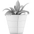 Topfpflanze Sammlung 60 Sansevieria - rodolfoboscan911