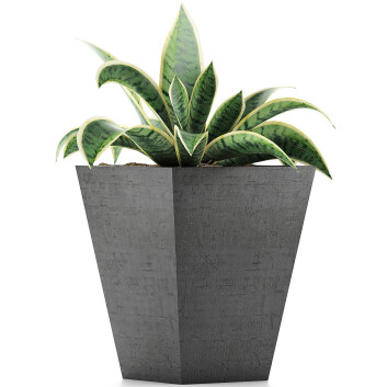 Topfpflanze  Sammlung 60 Sansevieria 3D-Modell