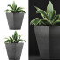 Topfpflanze Sammlung 60 Sansevieria - rodolfoboscan911