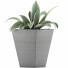 Topfpflanze Sammlung 60 Sansevieria - rodolfoboscan911