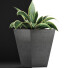 Topfpflanze Sammlung 60 Sansevieria - rodolfoboscan911