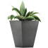 Topfpflanze Sammlung 60 Sansevieria - rodolfoboscan911