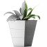 Topfpflanze Sammlung 60 Sansevieria - rodolfoboscan911