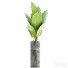 Potted Plant Collection 59 Alocasia - rodolfoboscan911