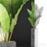 Potted Plant Collection 59 Alocasia - rodolfoboscan911