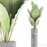 Potted Plant Collection 59 Alocasia - rodolfoboscan911