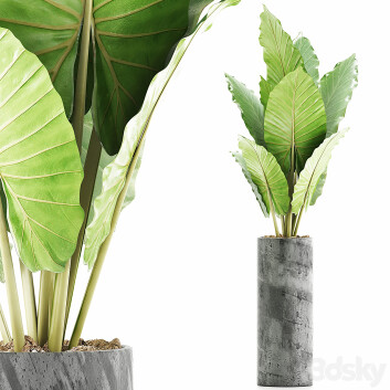 Topfpflanze  Sammlung 59 Alocasia 3D-Modell