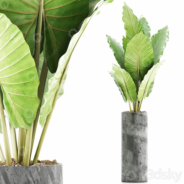 Potted Plant Collection 59 Alocasia 3D model
