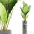 Potted Plant Collection 59 Alocasia - rodolfoboscan911