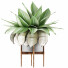 Potted Plant Collection 58 Agave - rodolfoboscan911