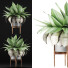 Potted Plant Collection 58 Agave - rodolfoboscan911
