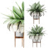 Potted Plant Collection 58 Agave - rodolfoboscan911