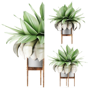 Topfpflanze  Sammlung 58 Agave 3D-Modell