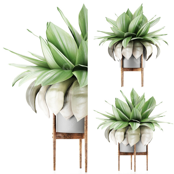 Potted Plant Collection 58 Agave 3D model