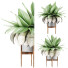 Potted Plant Collection 58 Agave - rodolfoboscan911