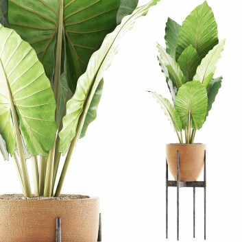 Topfpflanze  Sammlung 56 Alocasia 3D-Modell