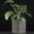 Topfpflanze Sammlung 55 Alocasia - rodolfoboscan911