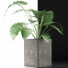 Topfpflanze Sammlung 55 Alocasia - rodolfoboscan911