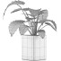 Topfpflanze Sammlung 55 Alocasia - rodolfoboscan911
