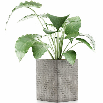 Topfpflanze  Sammlung 55 Alocasia 3D-Modell