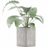 Topfpflanze Sammlung 55 Alocasia - rodolfoboscan911
