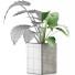 Topfpflanze Sammlung 55 Alocasia - rodolfoboscan911