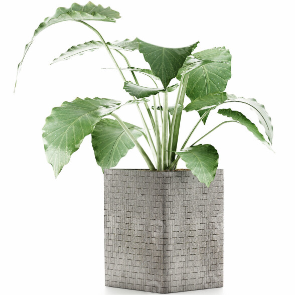 Topfpflanze Sammlung 55 Alocasia 3D-Modell