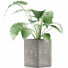 Topfpflanze Sammlung 55 Alocasia - rodolfoboscan911